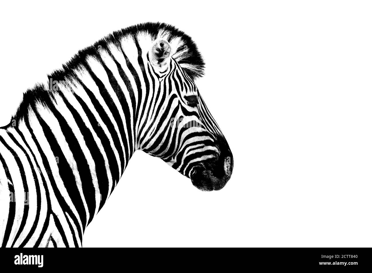 One zebra white background isolated closeup side view, single zebra head profile portrait, black and white art photography, striped animal pattern Stock Photo