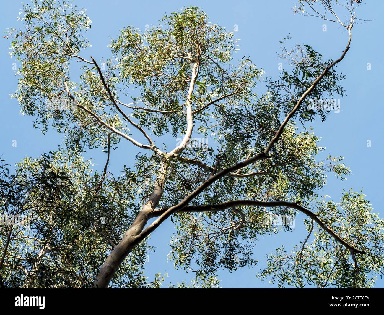 Gum tree, looking up the trunk into the branches of a Eucalyptus tree
