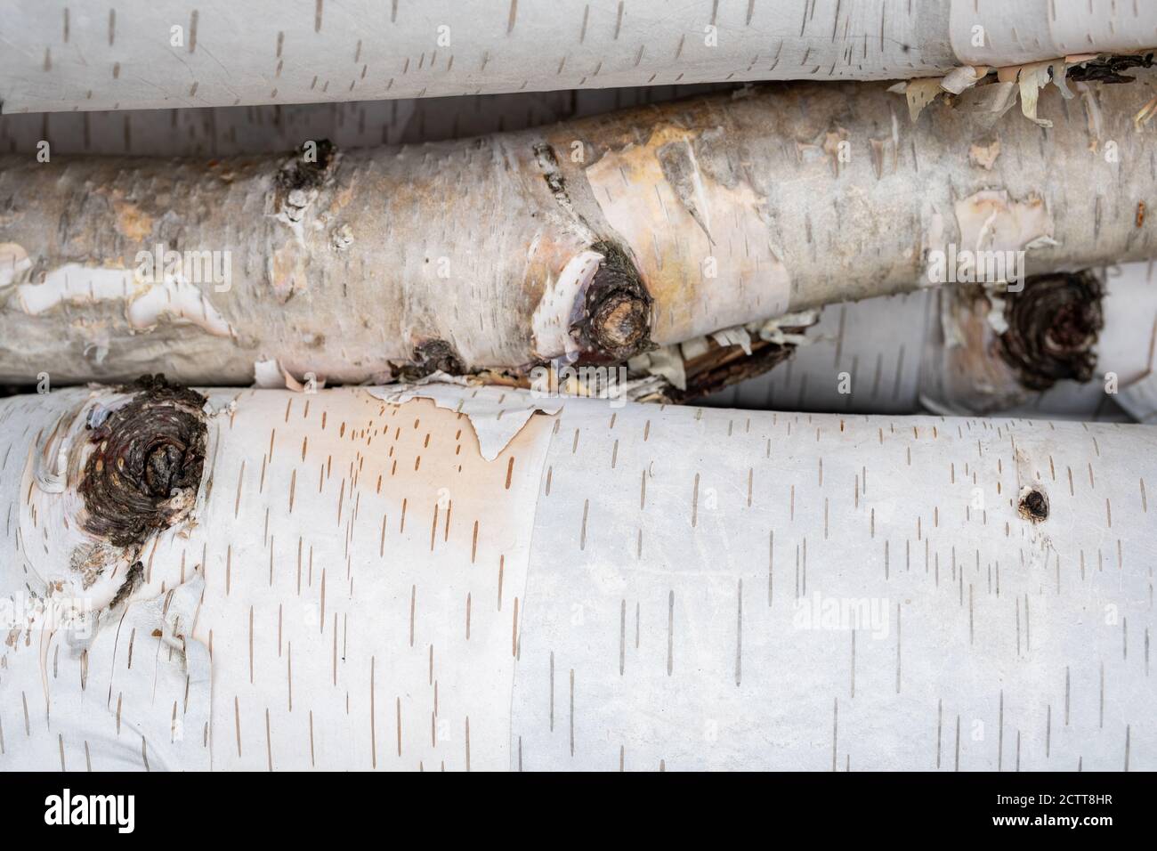 Logs from a birch tree and its branches, still covered in their white bark, are seen in a full-framed image showing their detail. Stock Photo