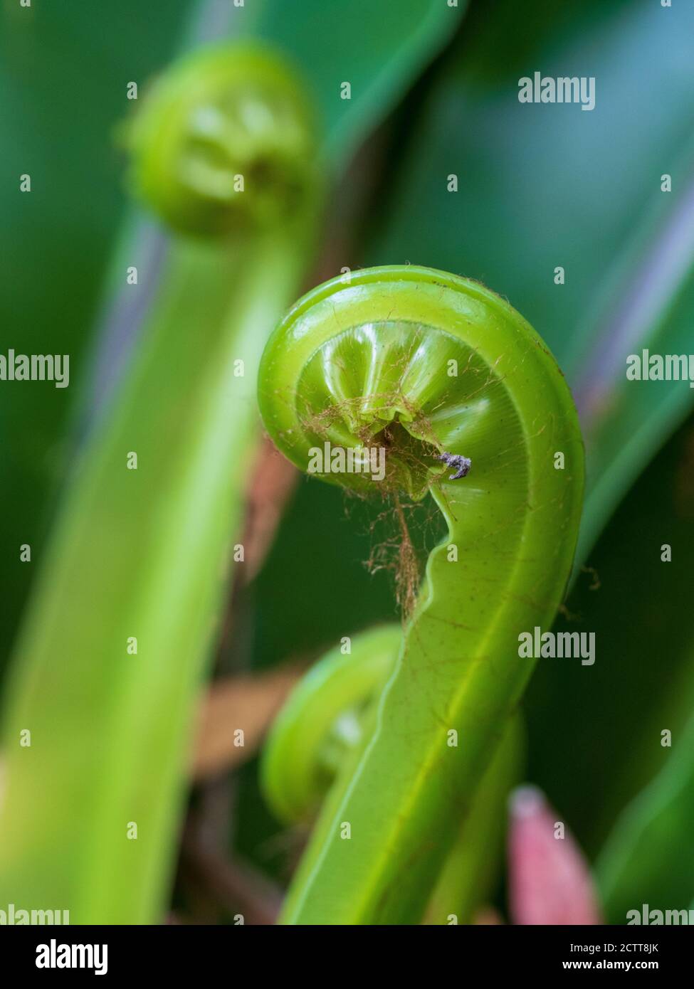 Green Leaves fern frond spiral, unfurling as they grow Stock Photo
