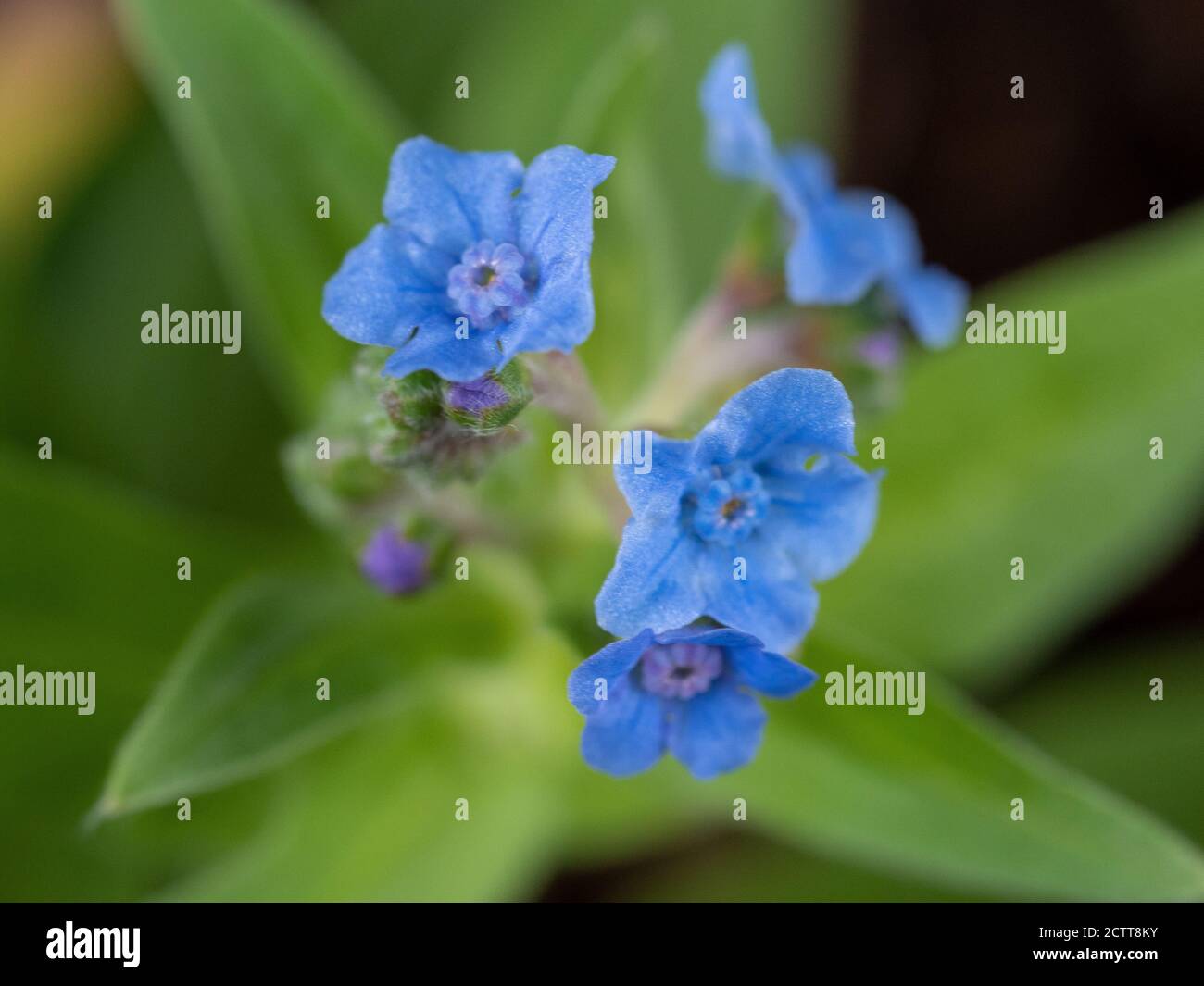 Chinese Forget Me Not Flowers, macro photograph of beautiful tiny baby blue forget-me-nots on blurred green leaves background, Australian garden Stock Photo