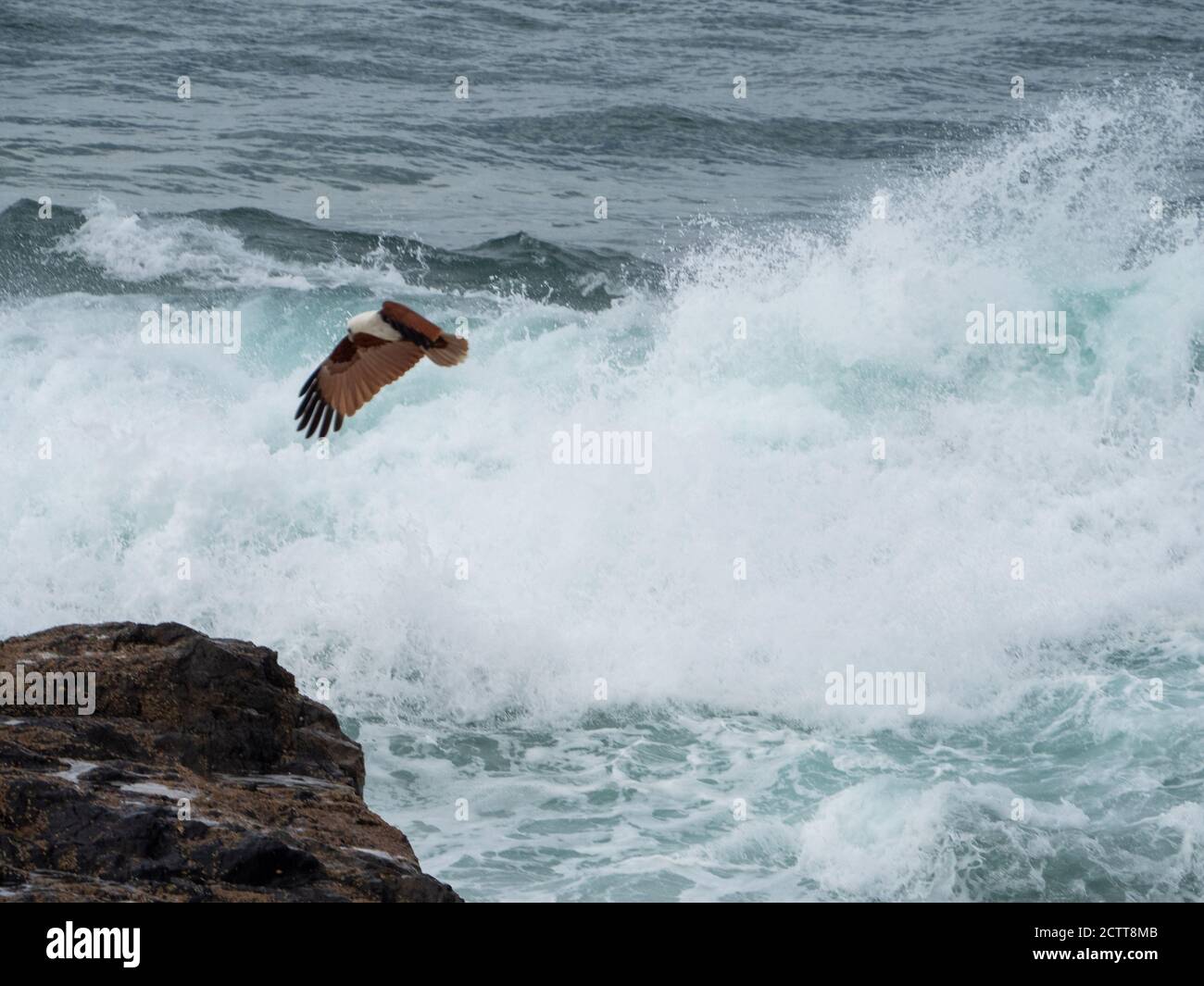 Brahminy Kite bird or Sea Eagle flying over crashing splashing waves of