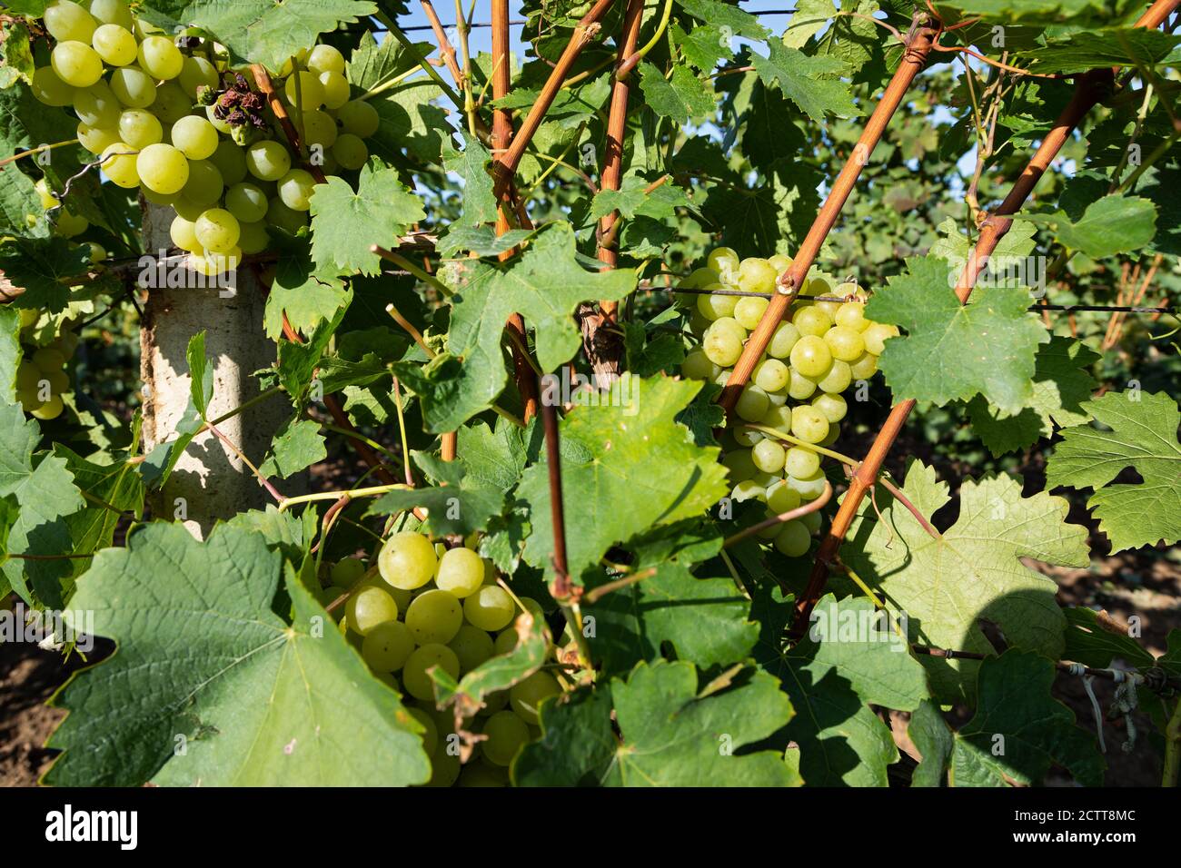 Beautiful picture of vineyards of Ciumbrud, Romania Stock Photo