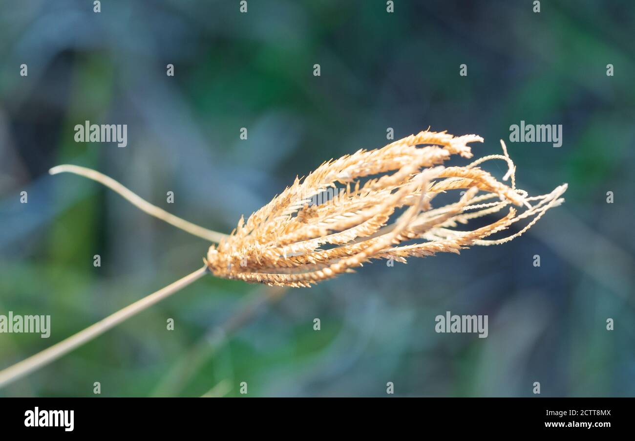 Macro of A drying piece of Rhodes Grass Stock Photo
