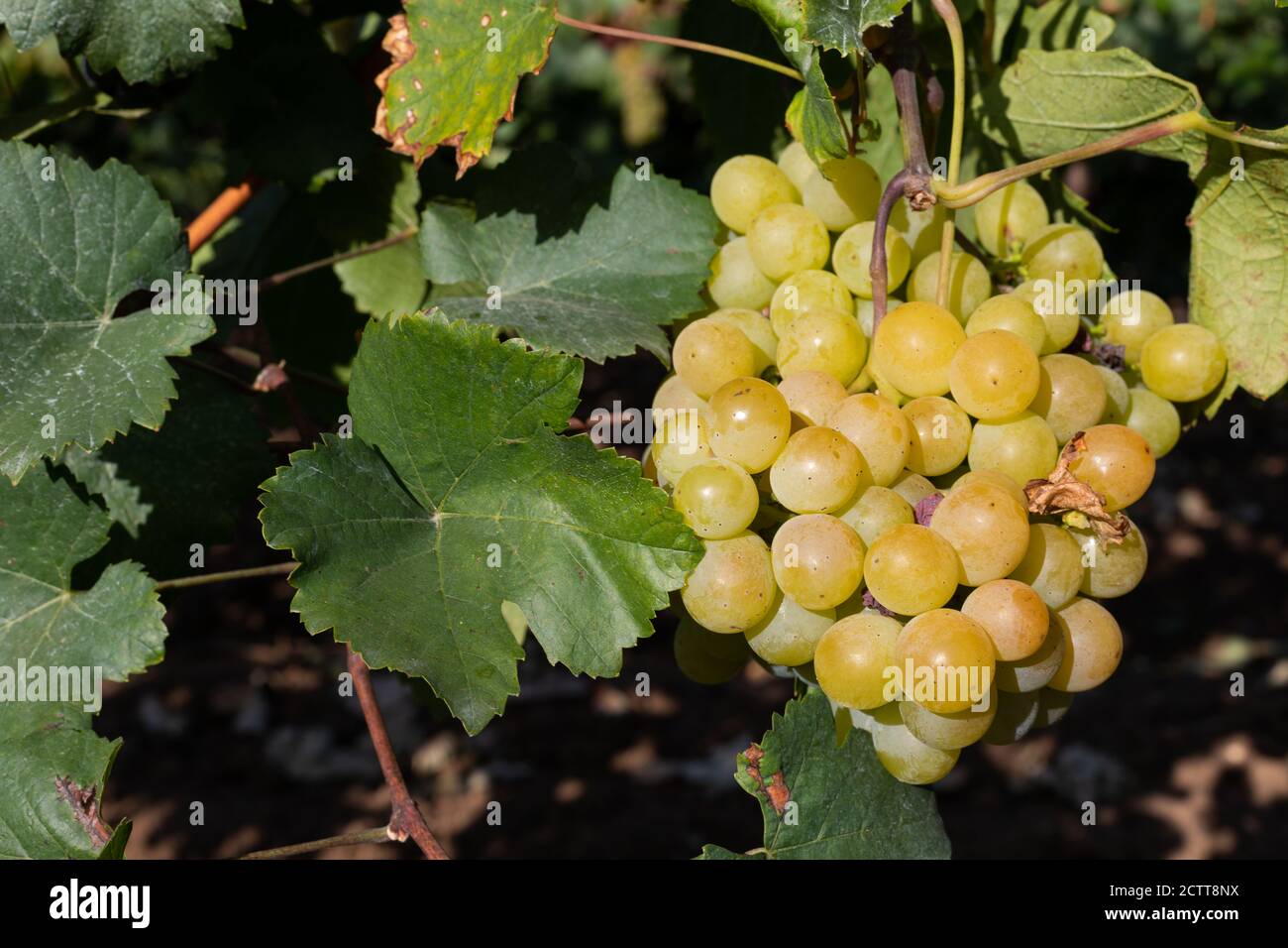 Beautiful picture of vineyards of Ciumbrud, Romania Stock Photo