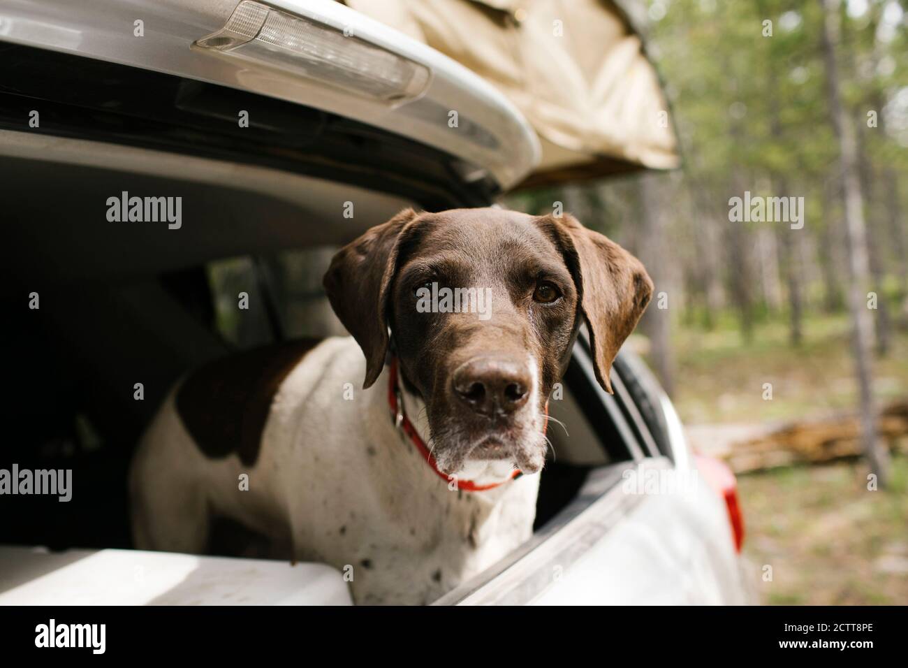 German Shorthaired Pointer in car trunk on camping, Wasatch-Cache National Forest Stock Photo