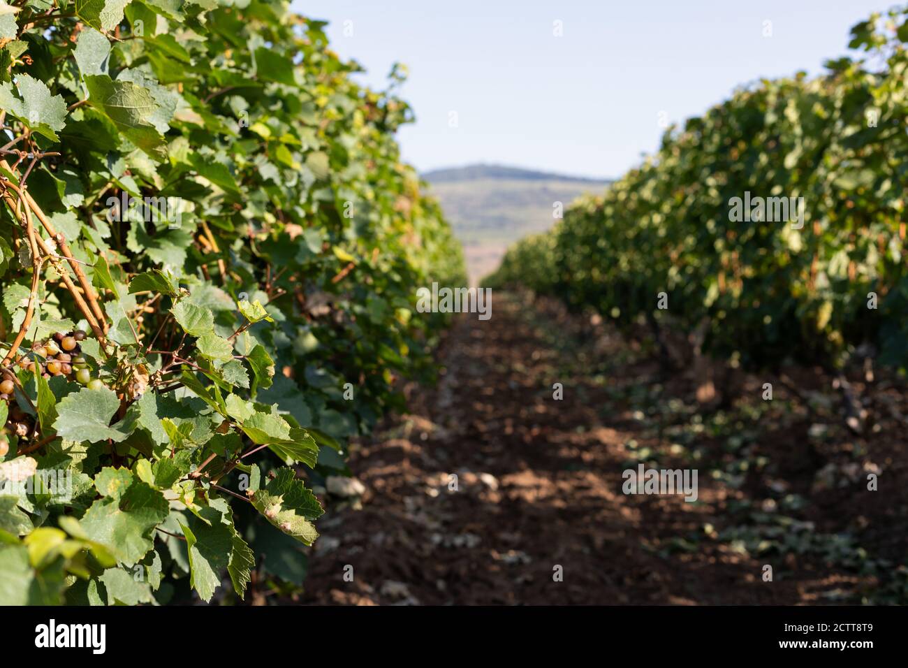 Beautiful picture of vineyards of Ciumbrud, Romania Stock Photo