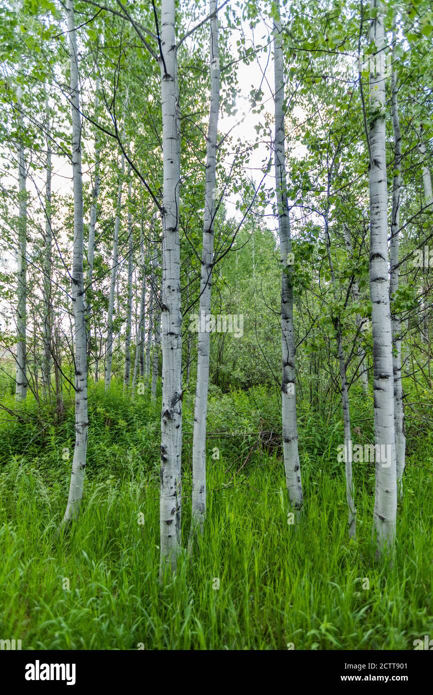 Aspen trees growing in hi-res stock photography and images - Alamy