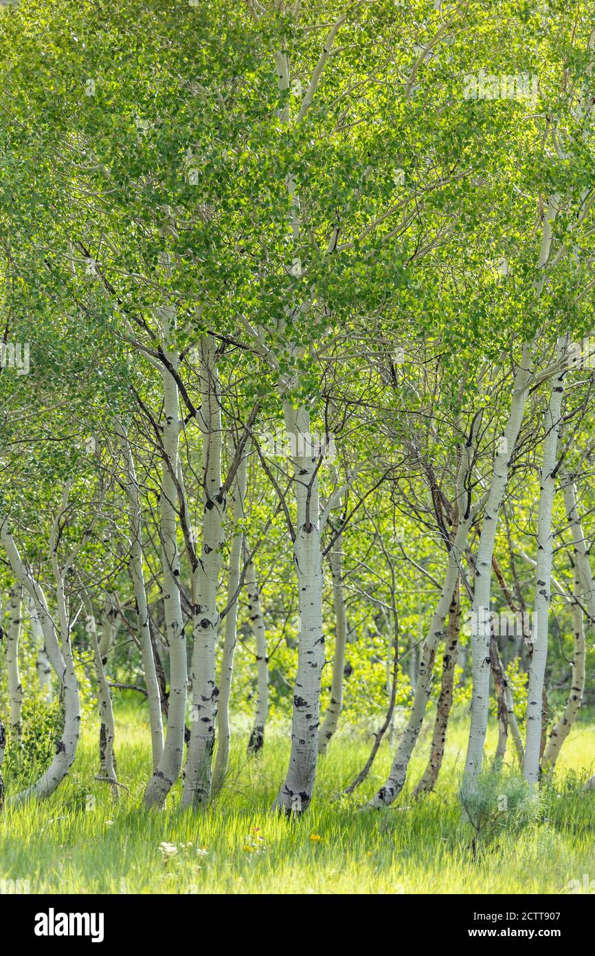 Aspen trees growing in hi-res stock photography and images - Alamy