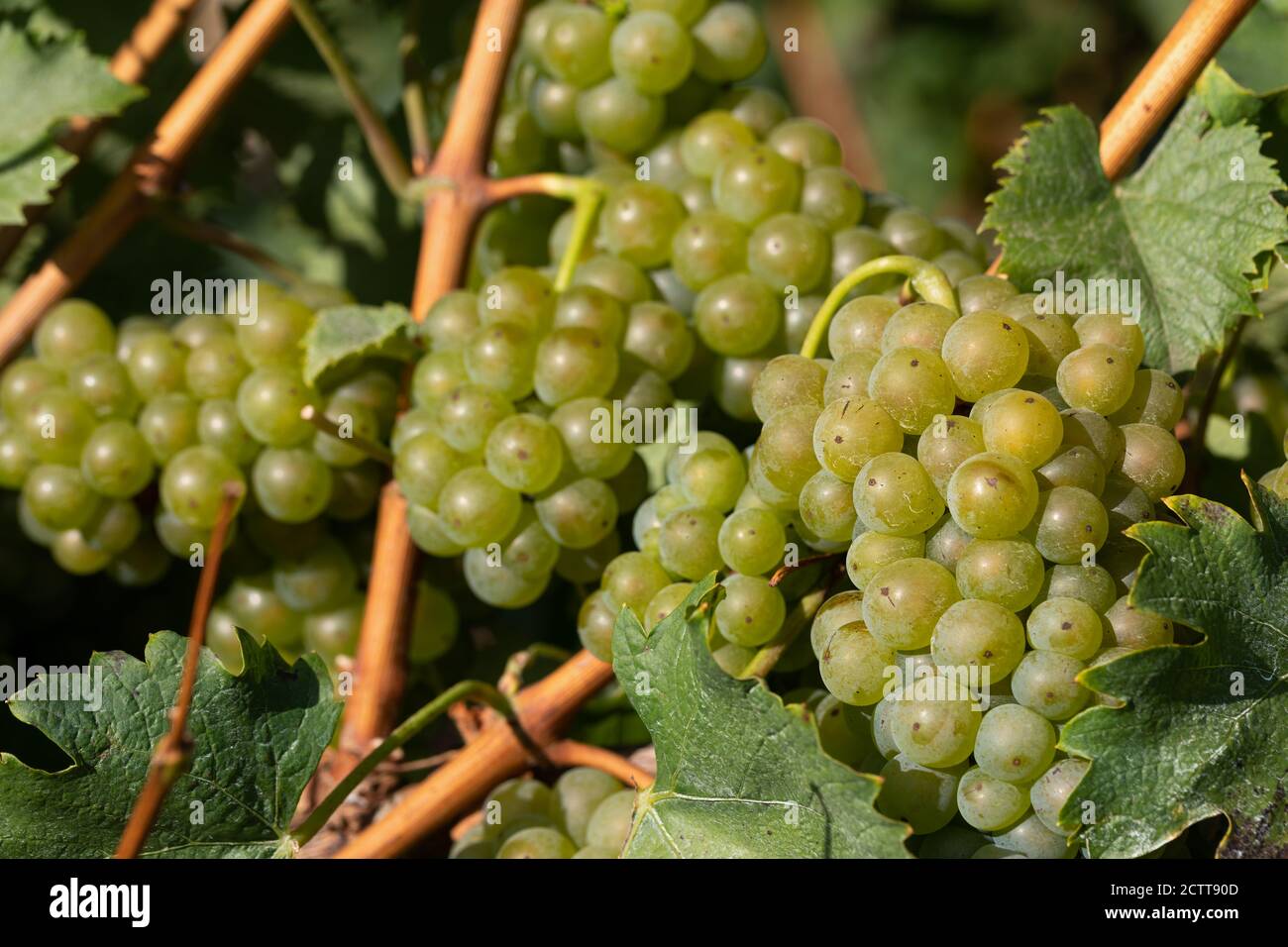 banana plant musa basjoo Buy Banana 'Musa basjoo' Online main image 0