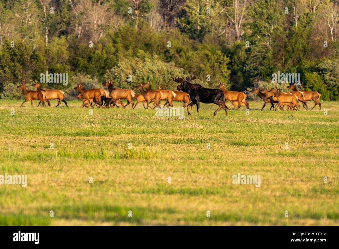 USA, Idaho, Sun Valley, Herd of wild animals in meadow Stock Photo