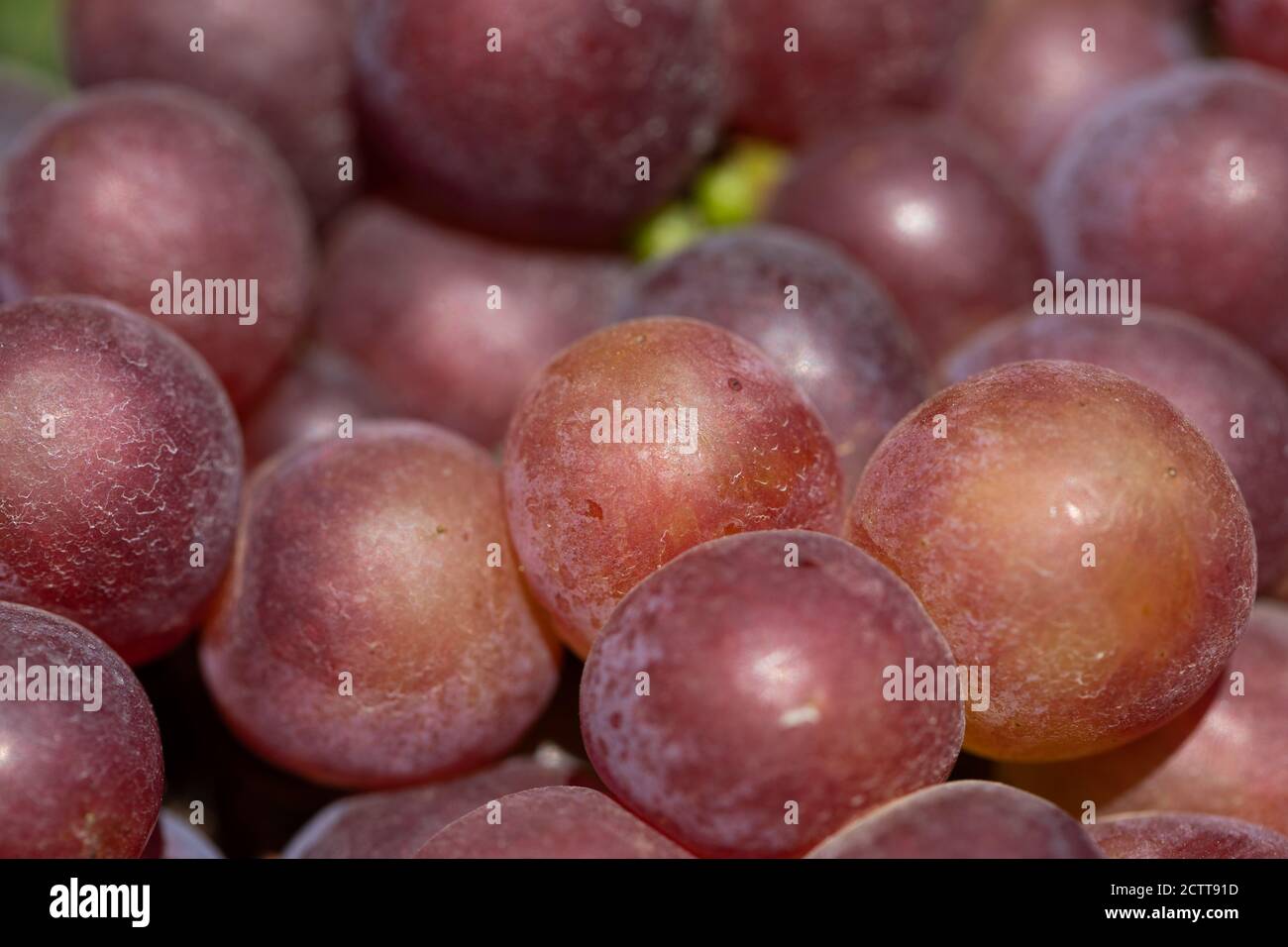 Beautiful picture of vineyards of Ciumbrud, Romania Stock Photo