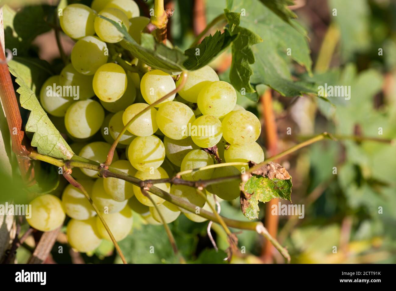 Beautiful picture of vineyards of Ciumbrud, Romania Stock Photo