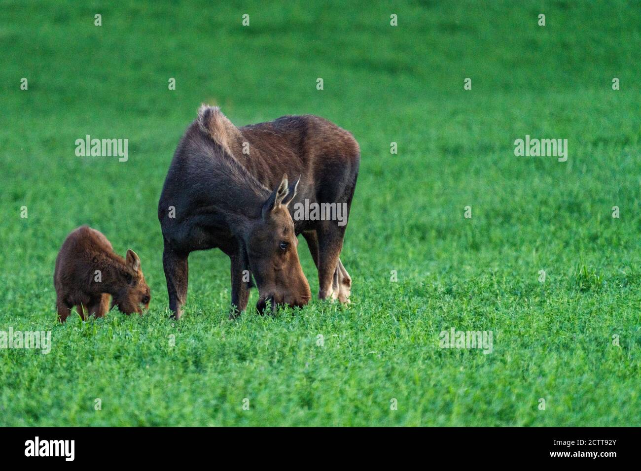 USA, Idaho, Sun Valley, Female moose with young one in meadow Stock Photo