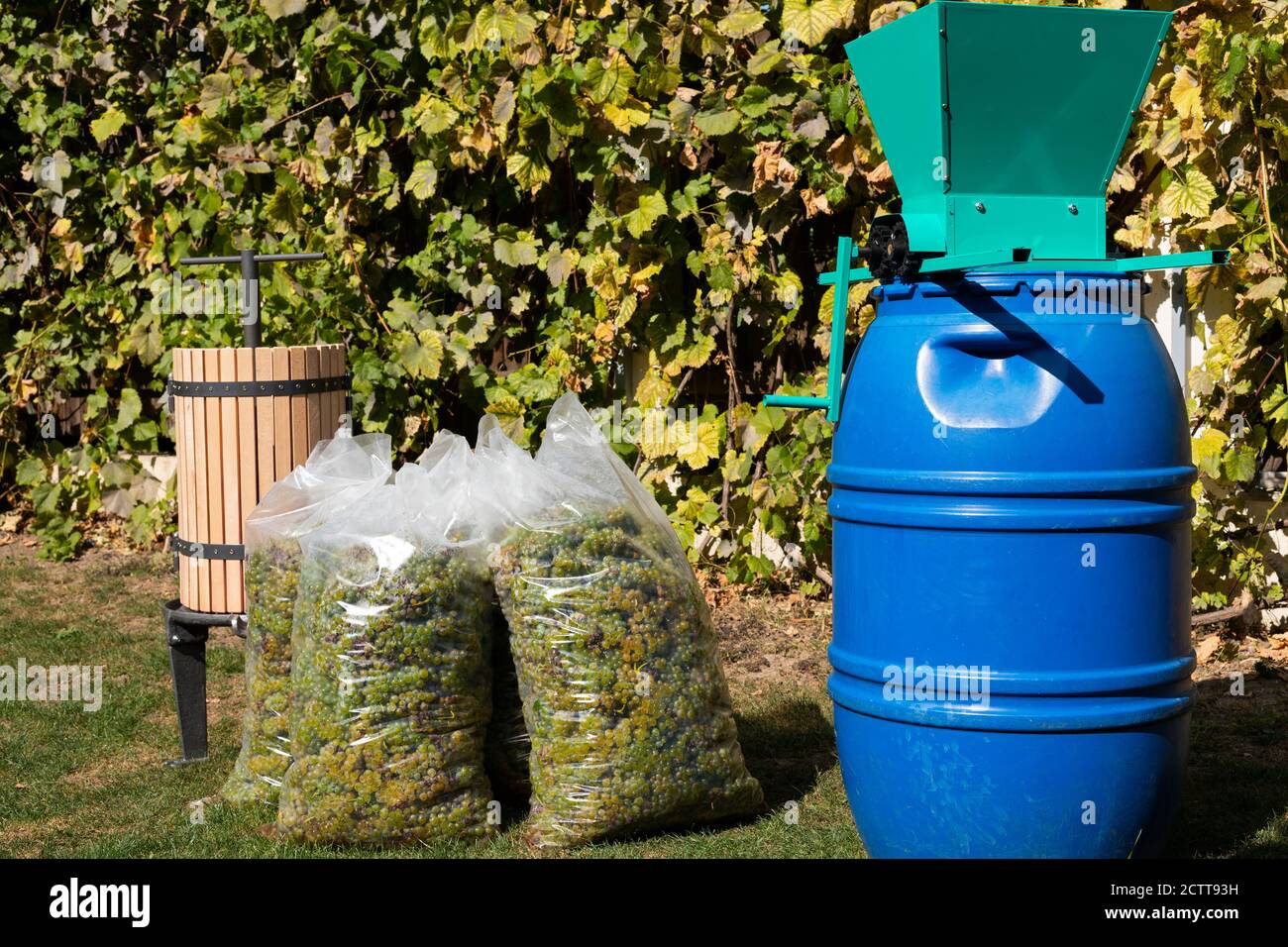 Traditional wine making process wine press and fresh harvested grapes