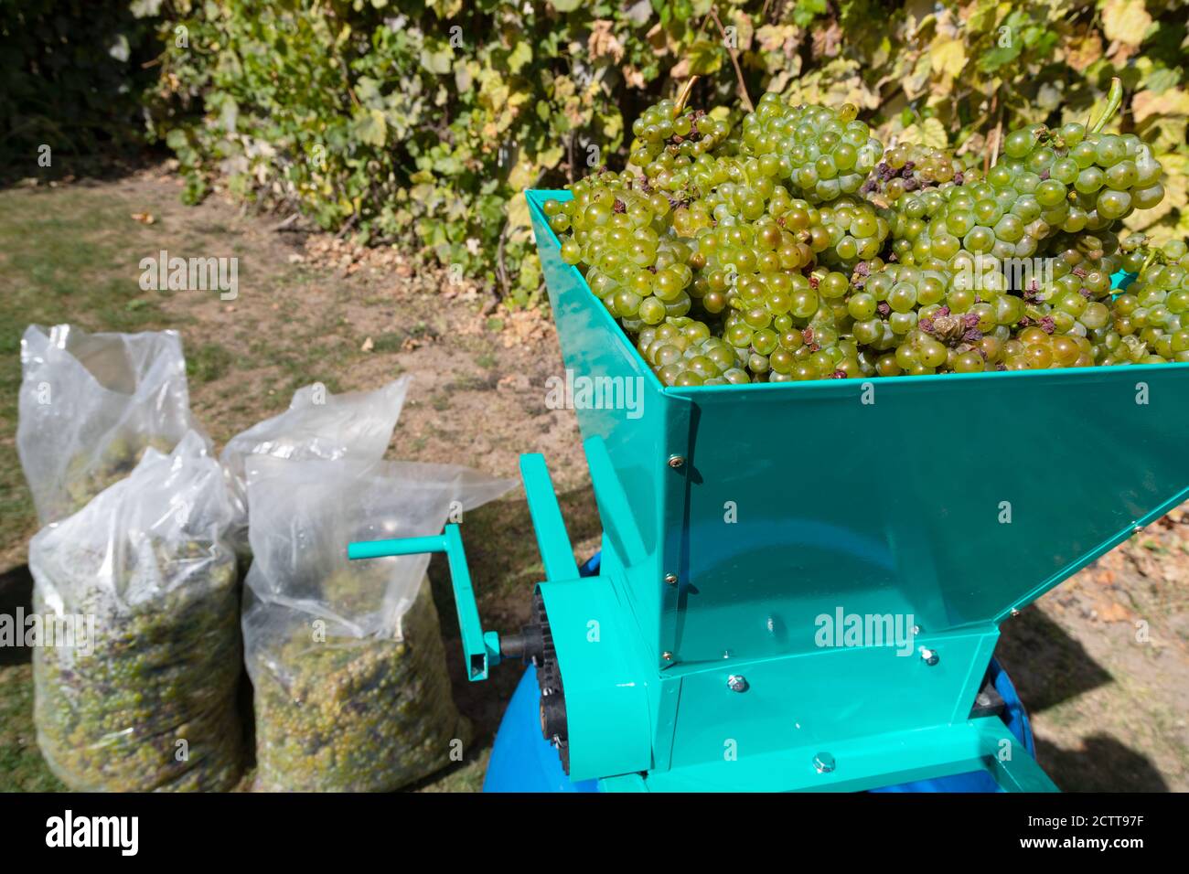 Traditional wine making process wine press and fresh harvested grapes