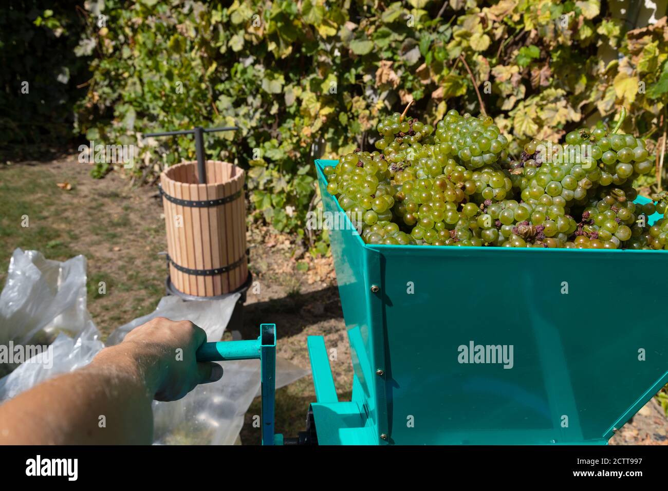 Traditional wine making process wine press and fresh harvested grapes