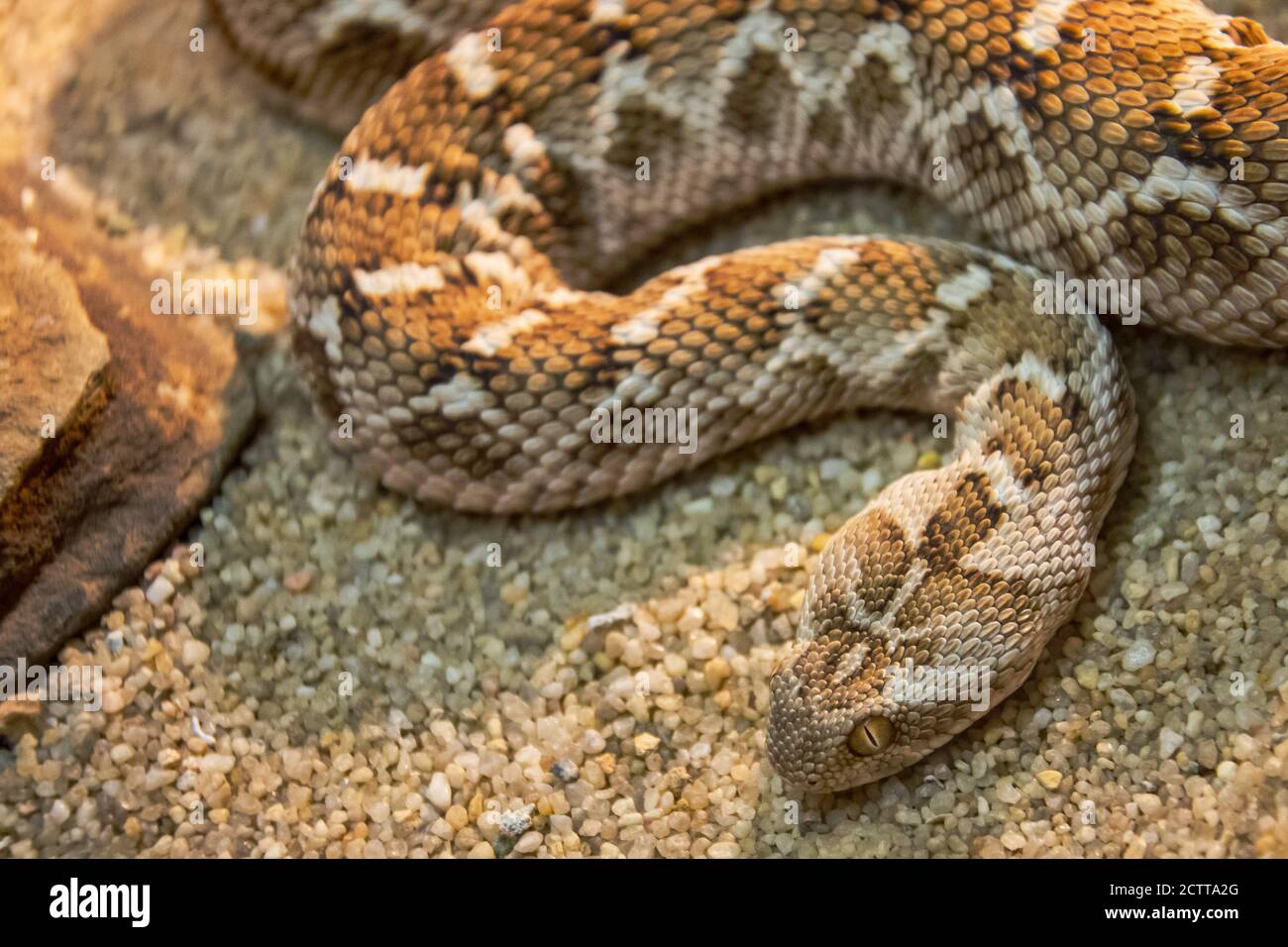 Poisonous snake on the sand of the desert zones Stock Photo