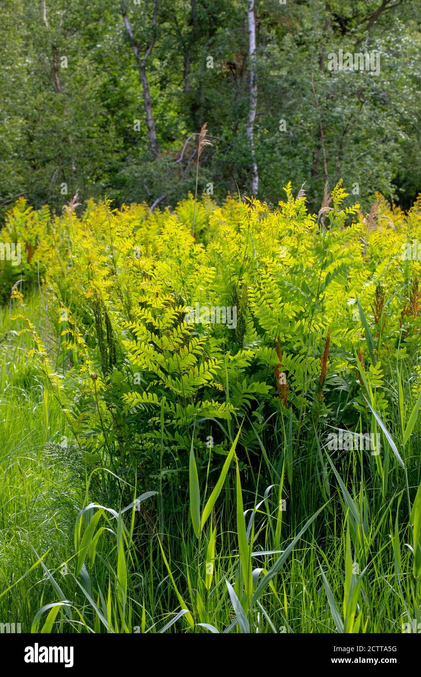 Royal Fern  (Osmunda regalis). Spring emergent growth of new fronds. Growing in a cleared woodland patch of Calthorpe Broad NNR, SSSI. Norfolk. Stock Photo