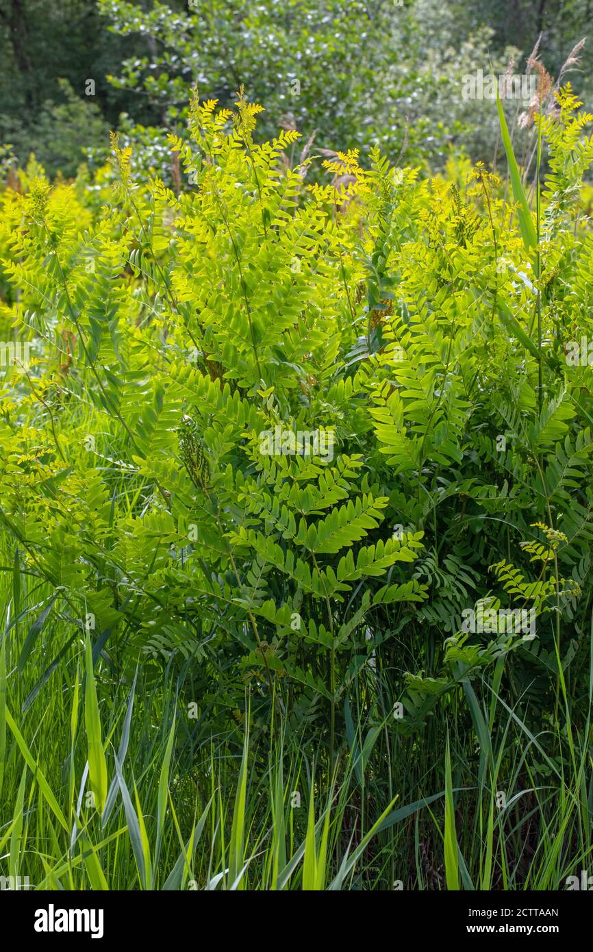 Royal Fern  (Osmunda regalis). Spring emergent growth of new fronds. Growing in a cleared woodland patch of Calthorpe Broad NNR, SSSI. Norfolk. Stock Photo