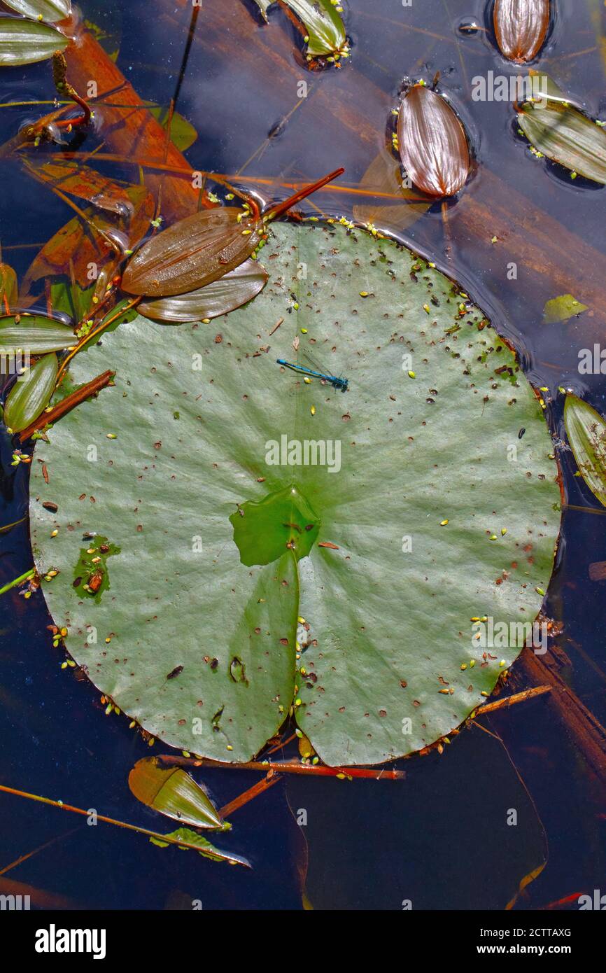 White-water Lily (Nymphaea alba), leaf. After overnight heavy rainfall. Destruction and detritus, seeds, Amphibious Bistort (Polygonum amphibium) leav Stock Photo
