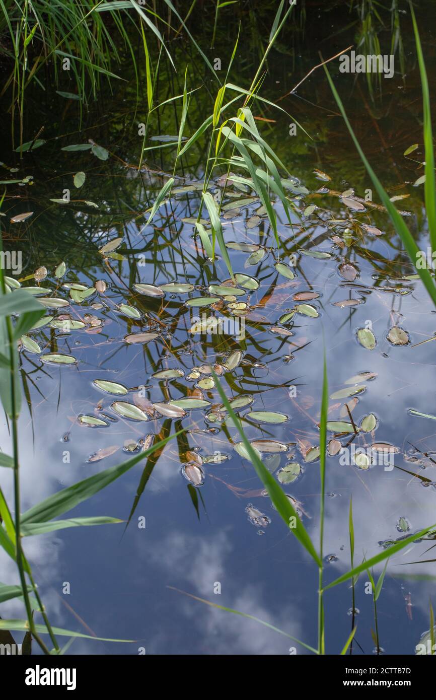 Amphibious Bistort (Polygonum amphibium) leaves, on the still water surface, surrounded by emerging Reeds (Phragmites sp.), reflections from still fre Stock Photo
