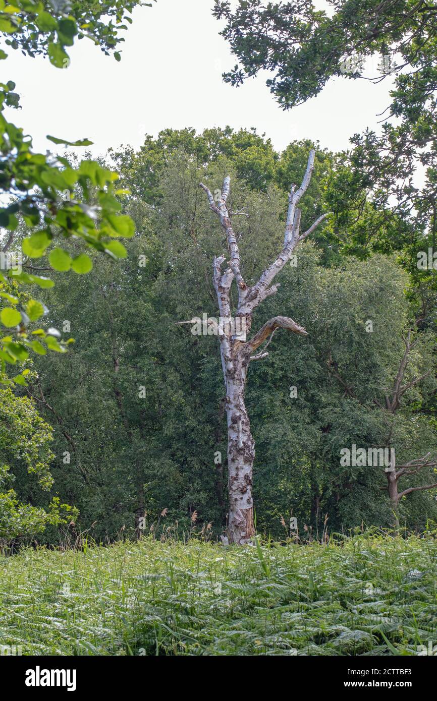 TREE SPECIES SUCCESSION. Alder (Alnus  glutinosa, , foliage left, Downy Birch (Betula pubescens), centre, dead, younger living specimans beneath, Oak Stock Photo
