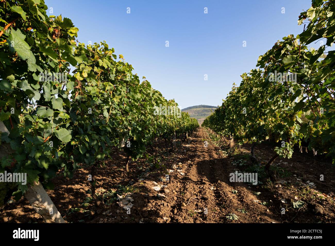 Beautiful picture of vineyards of Ciumbrud, Romania Stock Photo