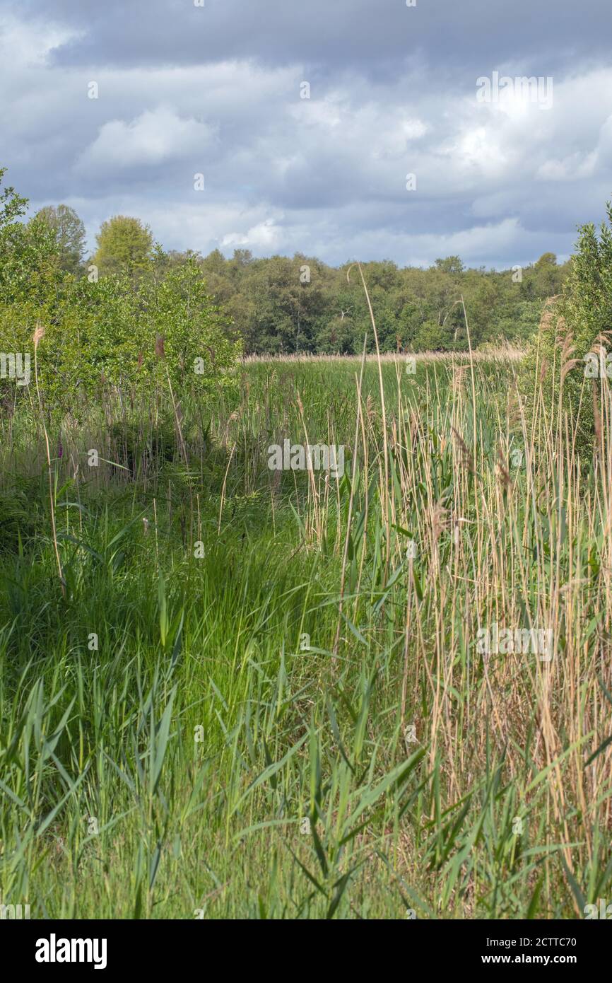 Wetland plant, vegetation, succession. Calthorpe Broad, NNR, Norfolk. Remaining open water, masked by expanding Reed (Phragmites sp. ) beds, sedges, r Stock Photo