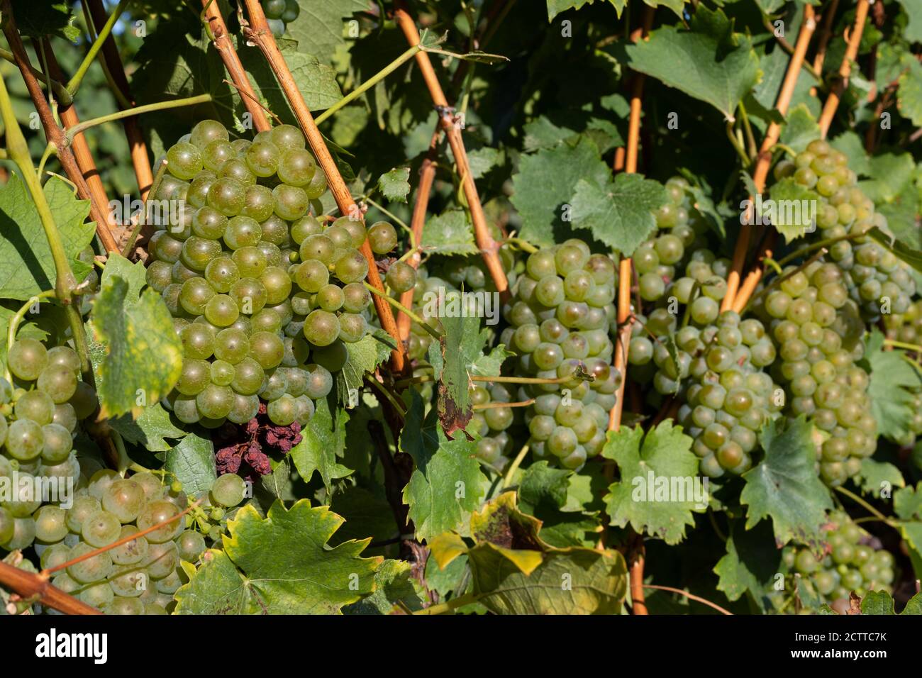 Beautiful picture of vineyards of Ciumbrud, Romania Stock Photo