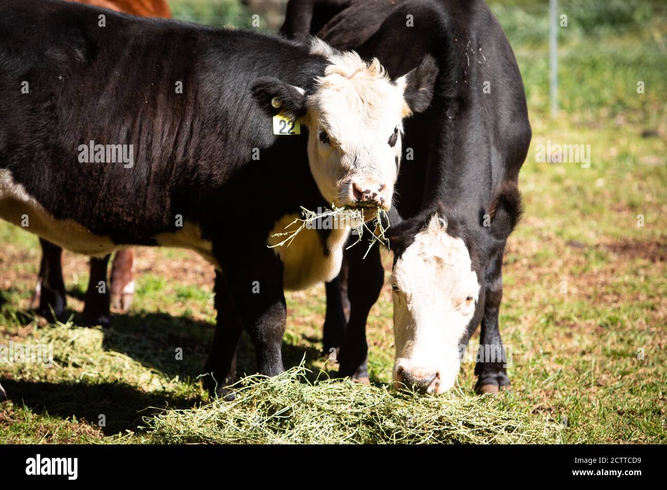 Southern Highlands Farm Stock Photo Alamy