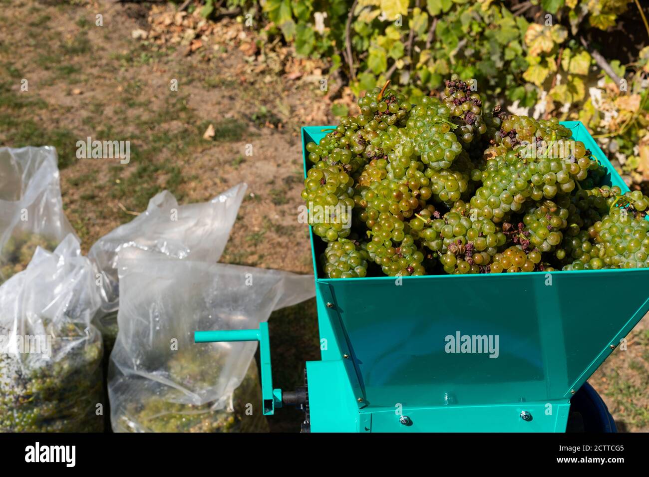 Traditional wine making process wine press and fresh harvested grapes