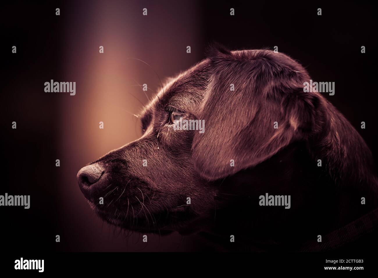 Patient Chocolate Labrador retriever dog looking towards left Stock Photo