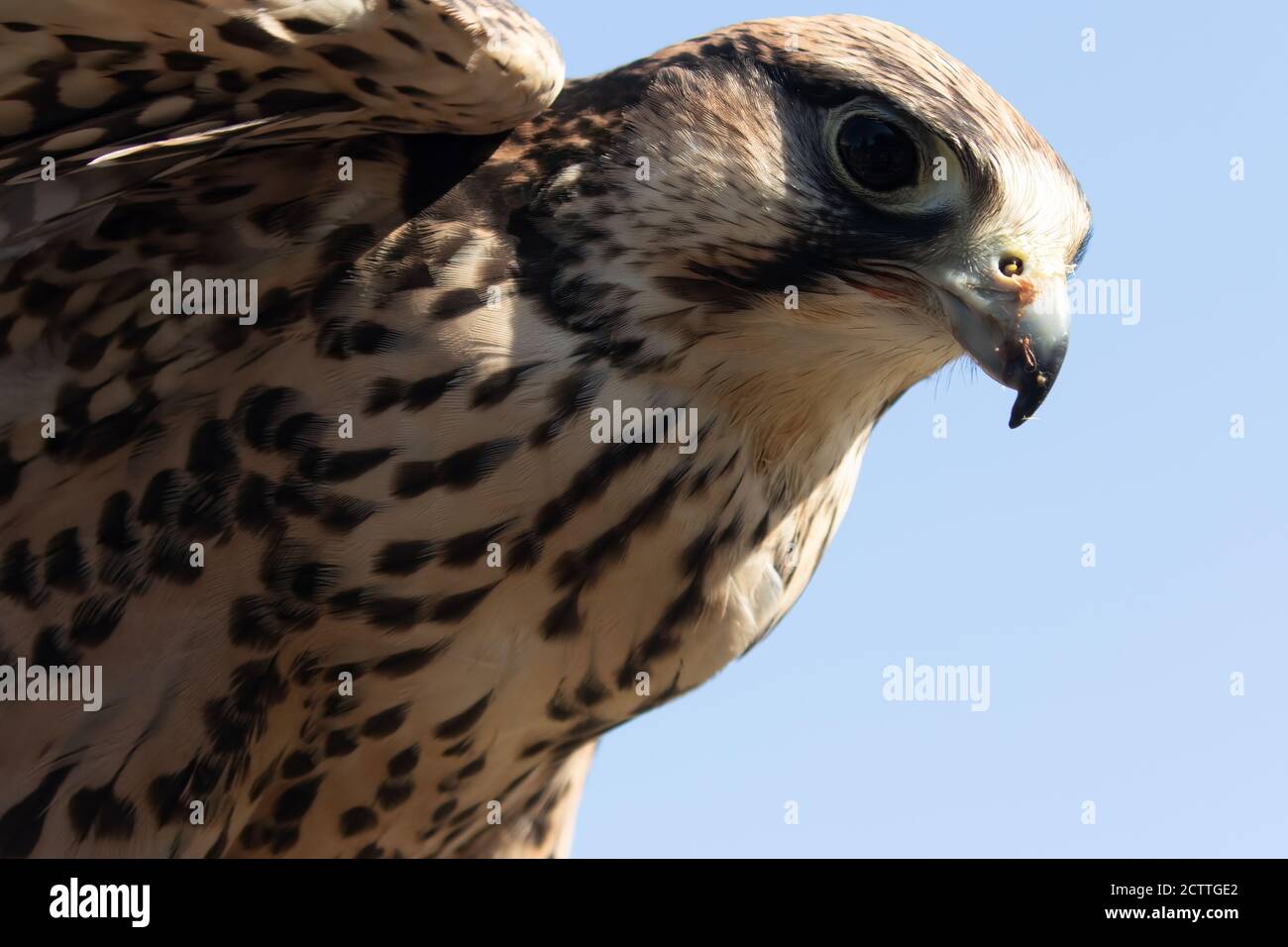 Majestic Lanner Falcon, Falco biarmicus, shot from below Stock Photo