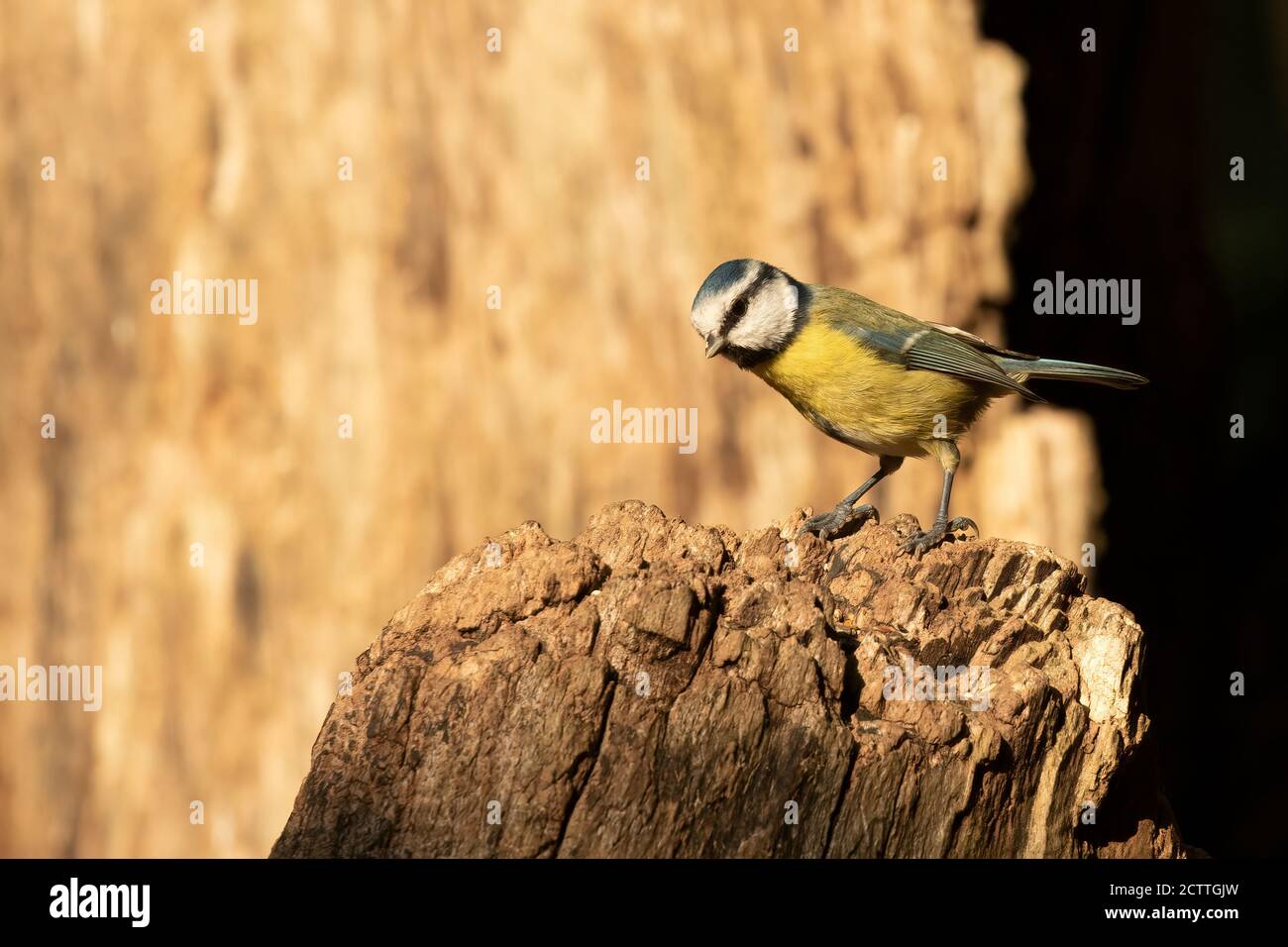Highlighted Cute Blue Tit, Cyanistes caeruleus, perched on tree stump Stock Photo