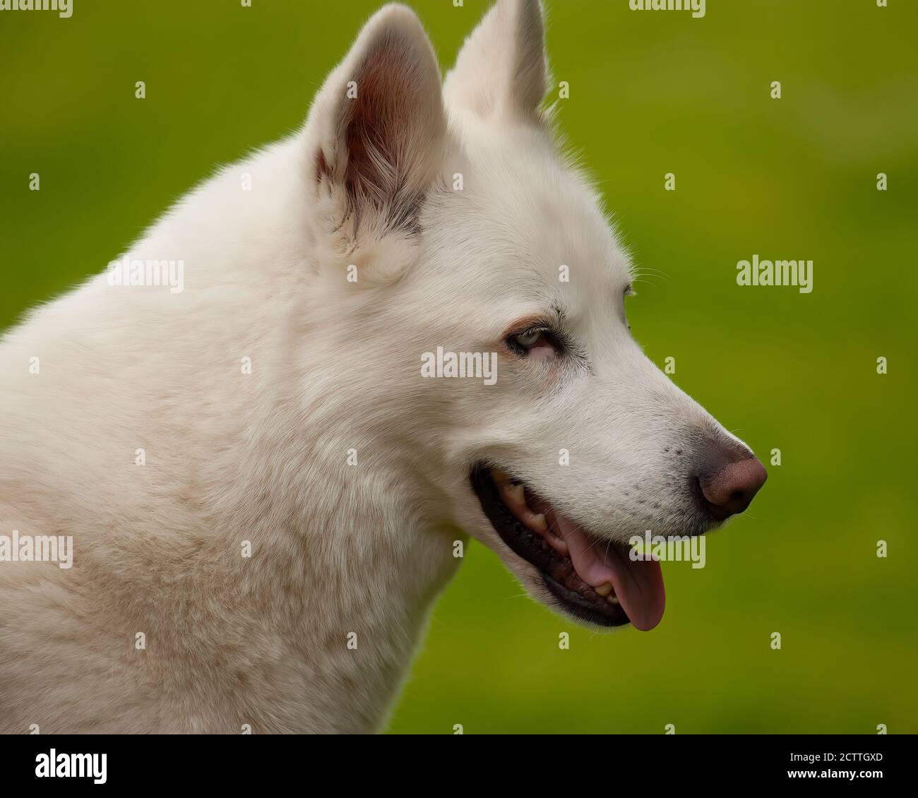 Handsome hite Husky dog watching towards right  on green grass Stock Photo