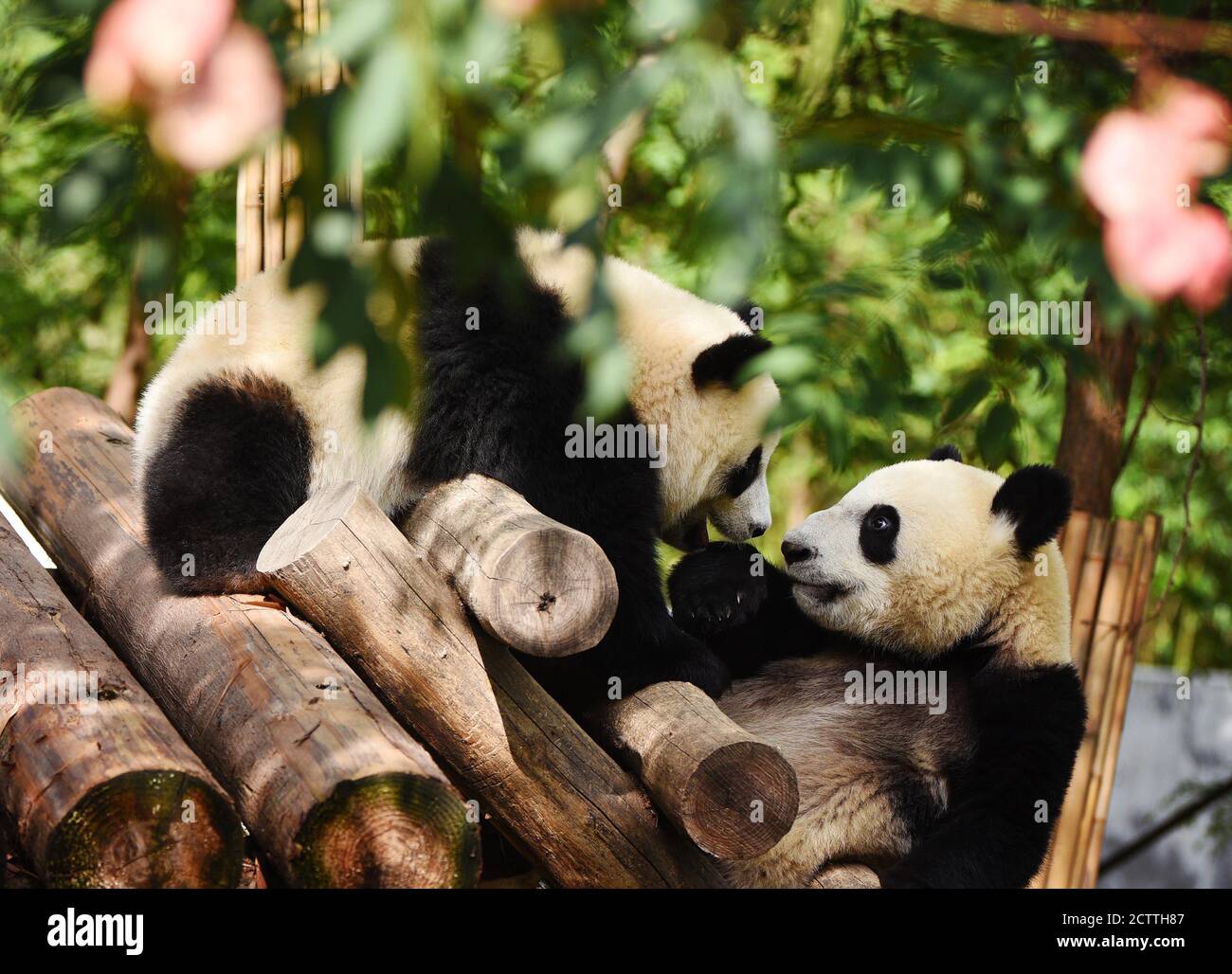 Beijing, China's Shaanxi Province. 23rd Sep, 2020. Giant pandas are seen at the Qinling research center of giant panda breeding in Zhouzhi County, northwest China's Shaanxi Province, Sept. 23, 2020. A total of 31 giant pandas live in the center at present and are taken care of by over 20 full-time feeders. Credit: Liu Xiao/Xinhua/Alamy Live News Stock Photo