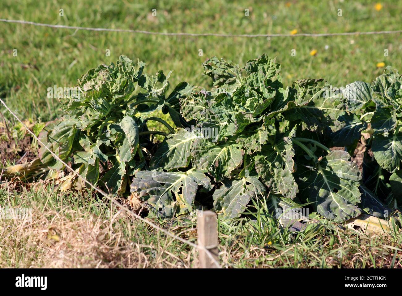 Densely planted old Kale or Leaf cabbage hardy cool season annual green