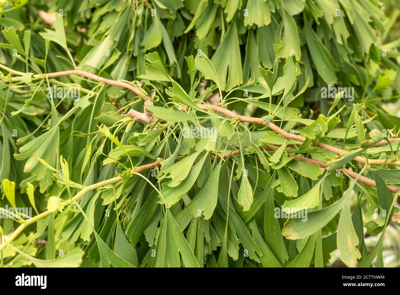 Ginkgo Biloba Saratoga Maidenhair Tree