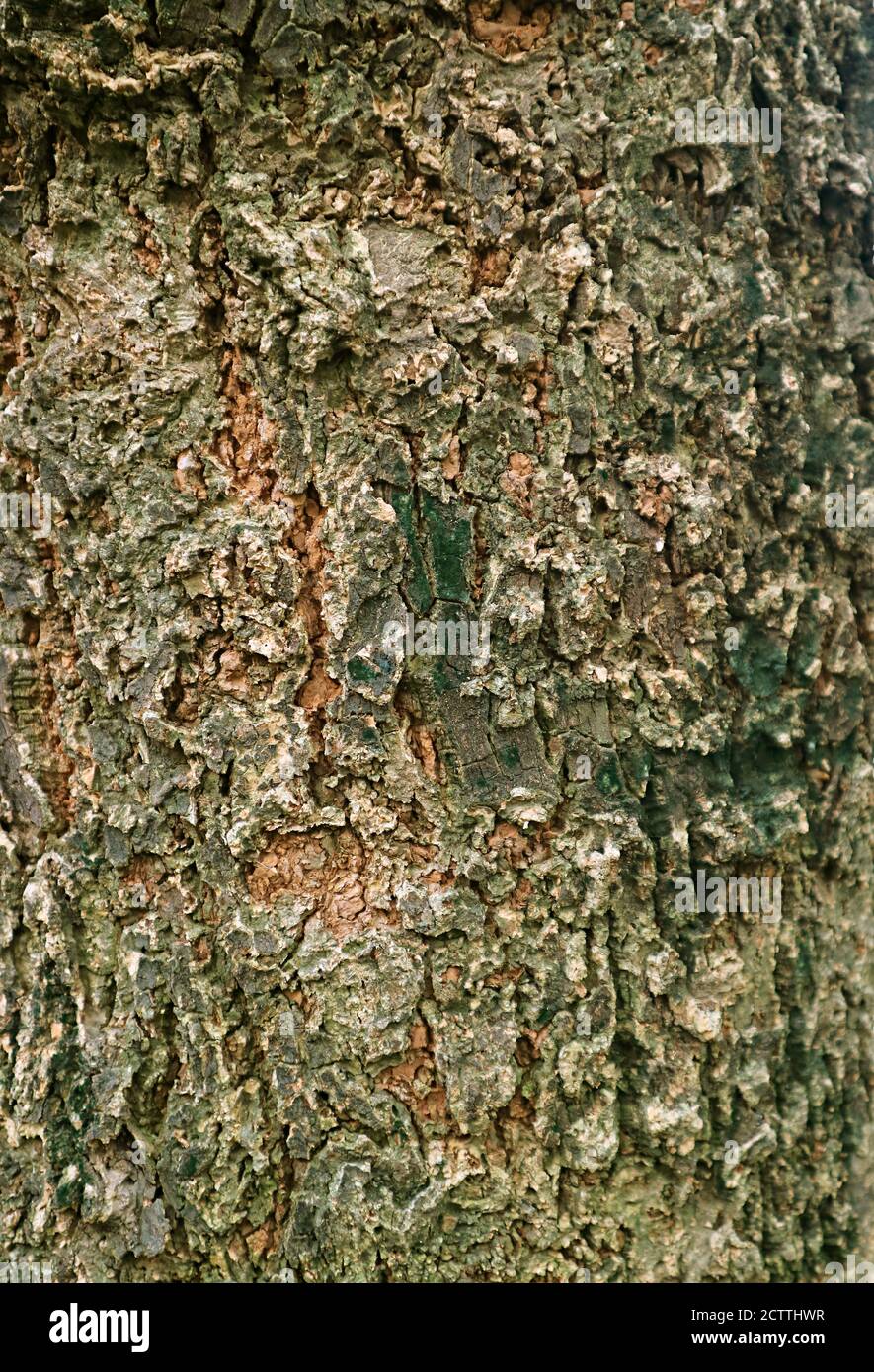 Vertical Image of Weathered Rough Tree Bark Stock Photo