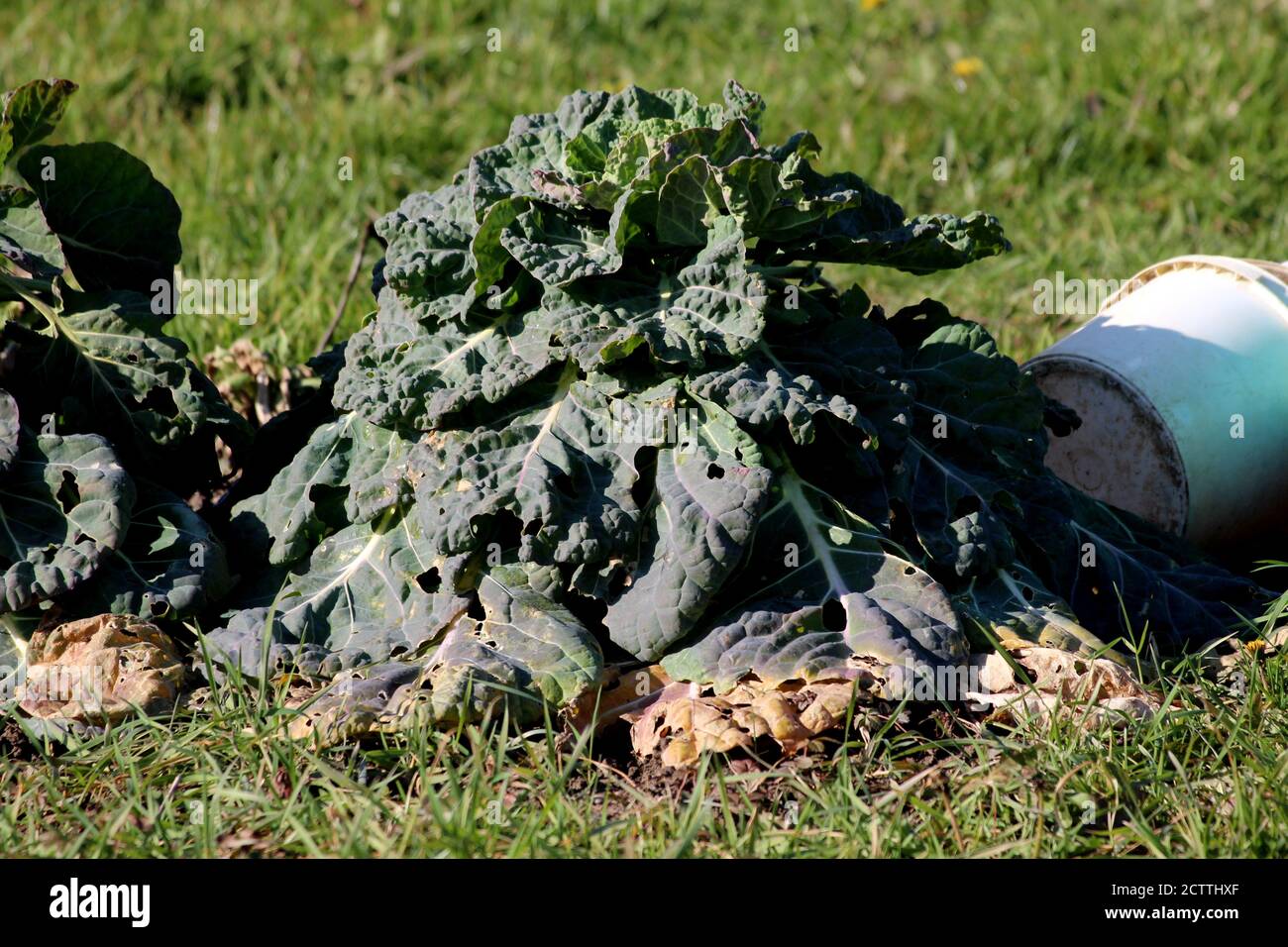 Single tall old Kale or Leaf cabbage hardy cool season annual green