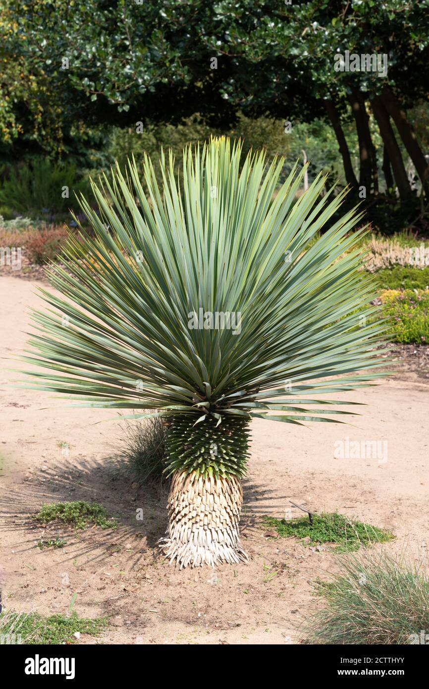 Yucca rostrata, beaked yucca Stock Photo