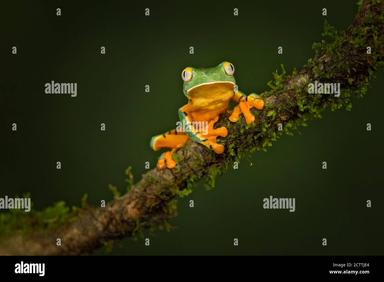 Cruziohyla calcarifer, the splendid leaf frog or splendid treefrog, is
