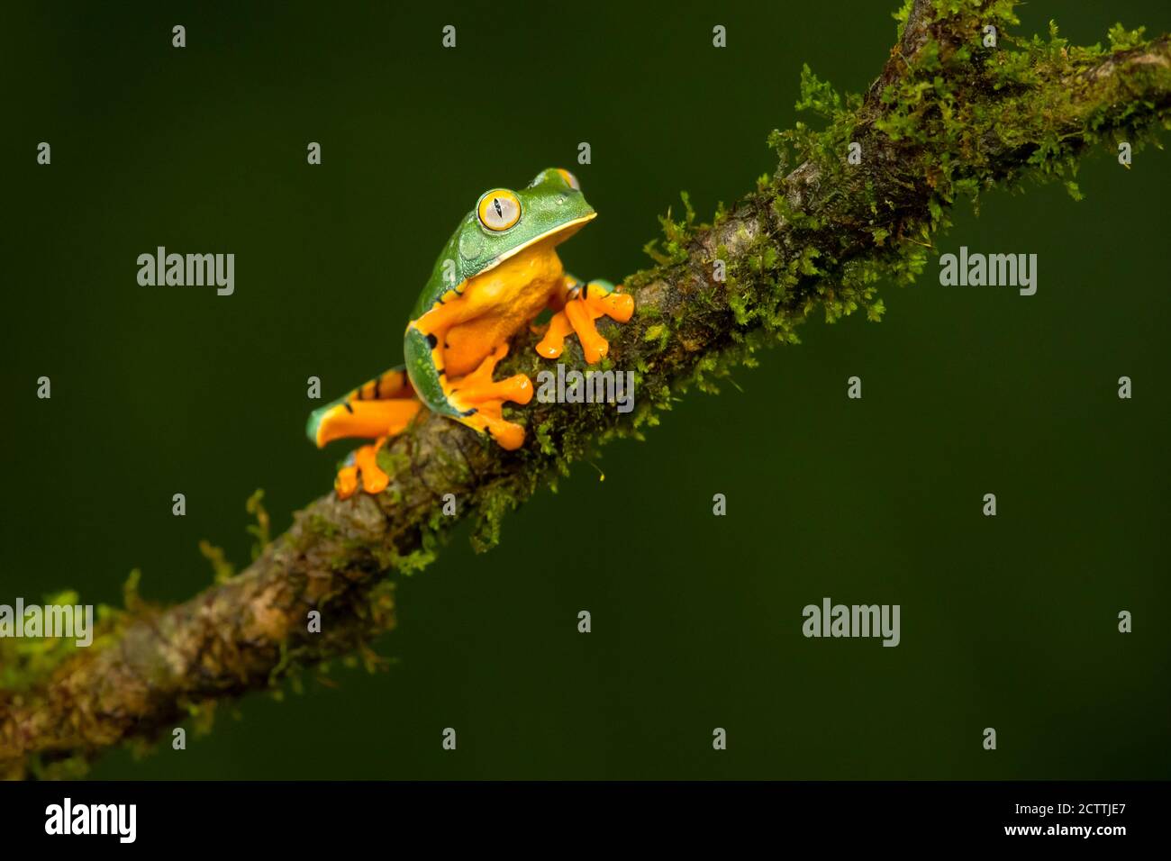 Cruziohyla calcarifer, the splendid leaf frog or splendid treefrog, is