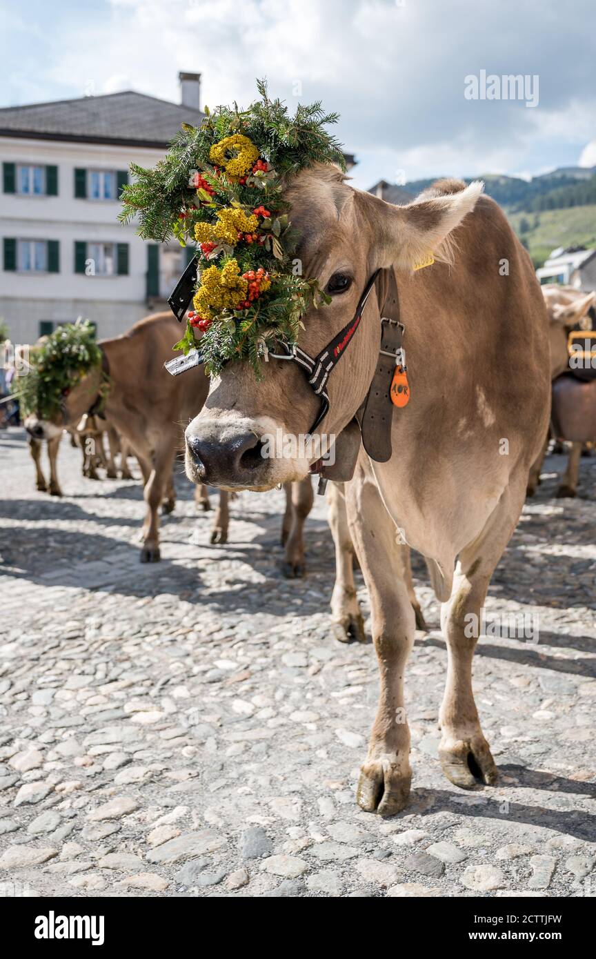 traditionell geschmückte Kuh an Alpabzug in Sent, Engadin Stock Photo ...