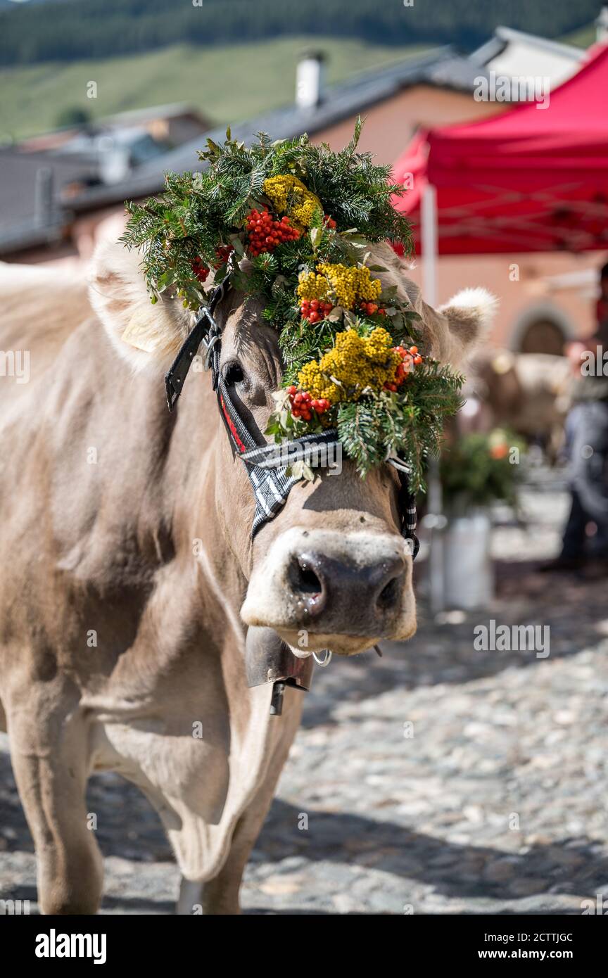 traditionell geschmückte Kuh an Alpabzug in Sent, Engadin Stock Photo ...