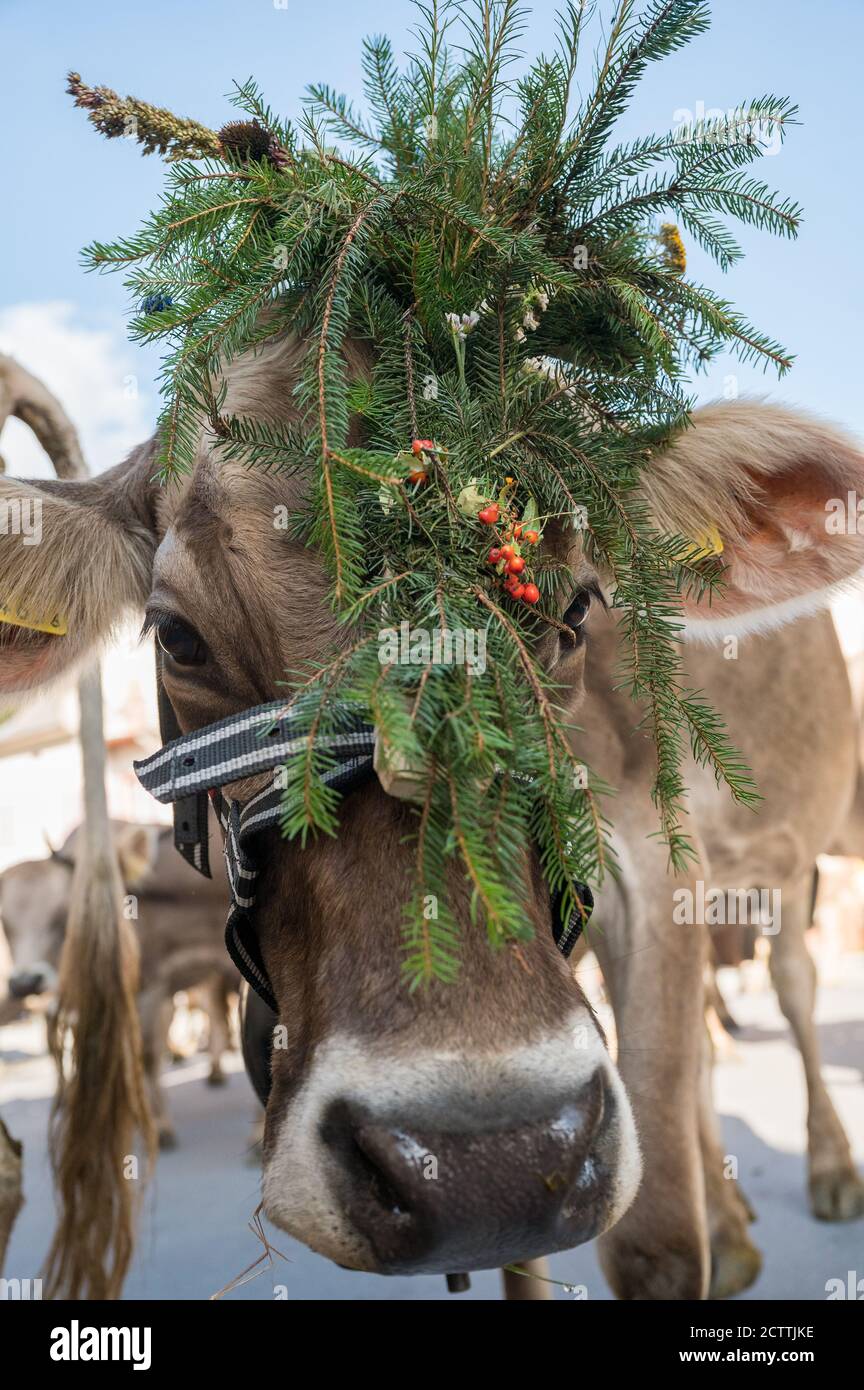 geschmückte Kuh an Alpabzug in Sent, Engadin Stock Photo