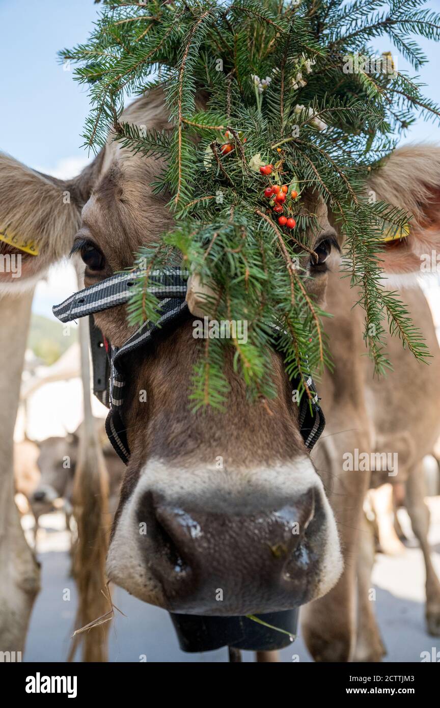 geschmückte Kuh an Alpabzug in Sent, Engadin Stock Photo