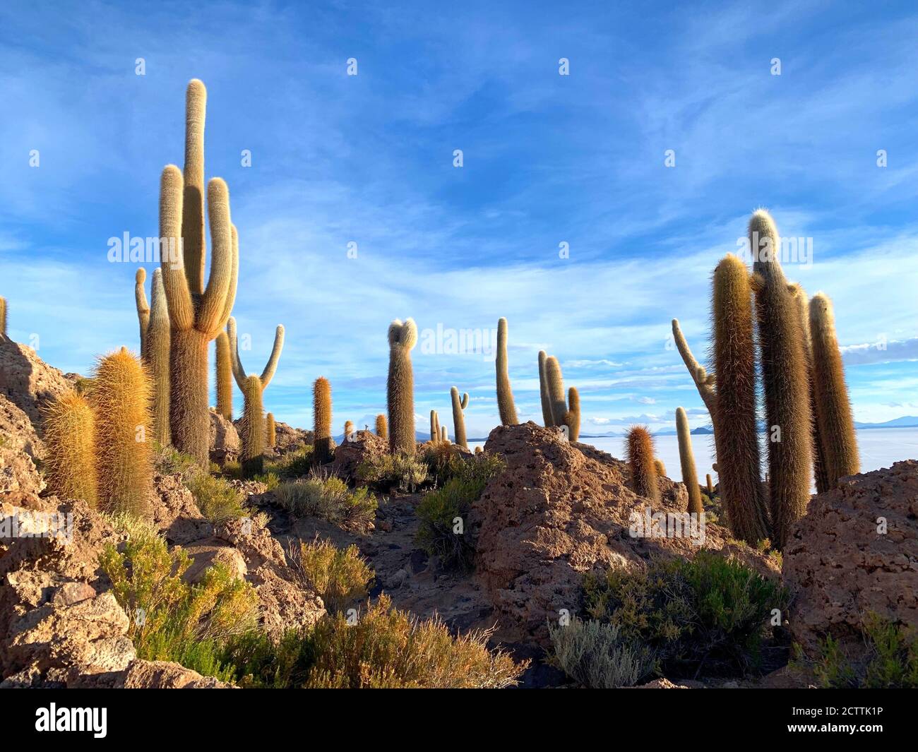 Gigantic cacti on island Isla Incahuasi, Bolivia, South America. Exotic plants in desert. Tropical flora. Trichocereus pasacana. Stock Photo