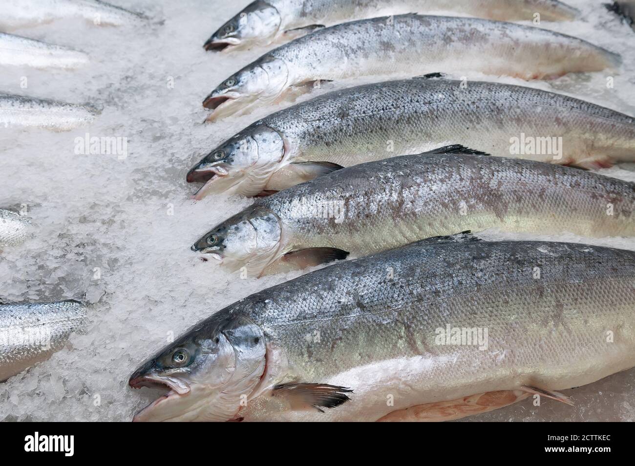 Fresh Raw Salmon Fish On Ice For Sale On Fish Market Stock Photo - Alamy